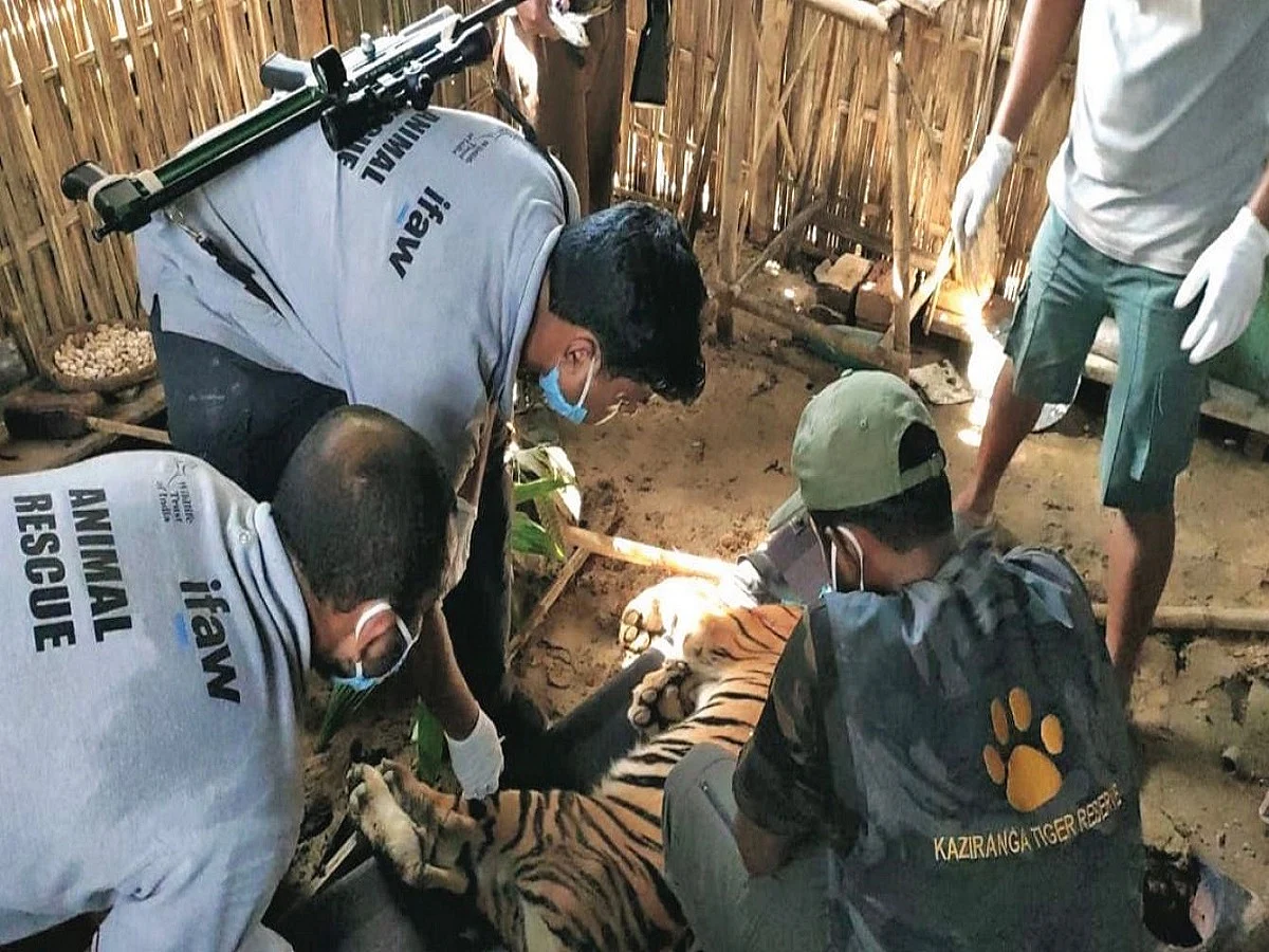 When a big cat decides to spend the night in the kitchen: Rescuing tigers in Kaziranga by WTI