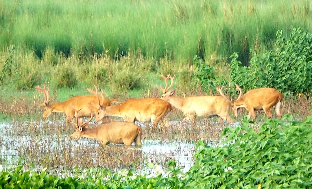 UP’s wild west: Rare sighting of endangered swamp deer