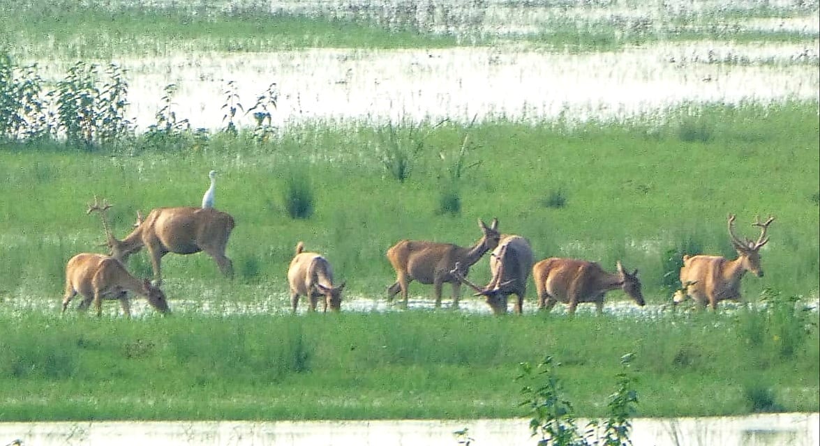 UP’s wild west: Rare sighting of endangered swamp deer