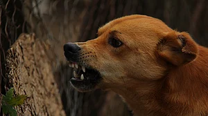 Bizarre! Dog bites goat, leads to clash between 2 brothers in Sonbhadra, UP