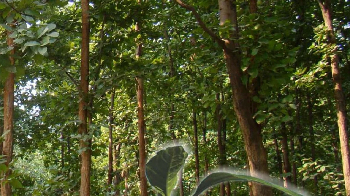 From the Red Fort, PM mentions flora and fauna of UP and Bihar, ignores Jharkhand