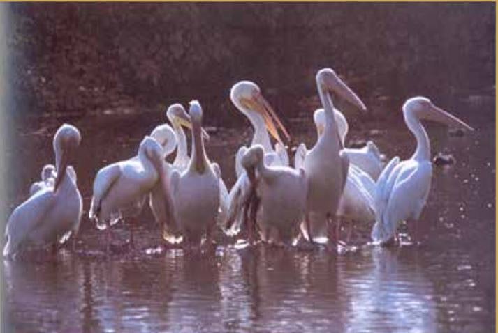 &nbsp; Flock of Pelicans, 1978 &nbsp;
