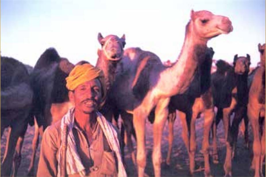 &nbsp; At the Pushkar Cattle Fair, 1976, Rajasthan, India &nbsp;