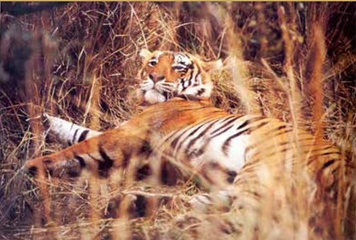&nbsp; At Kanha National Park, 1985, Madhya Pradesh, India &nbsp;