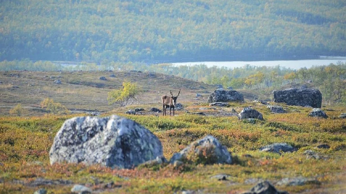 When Arctic tundra greens, it can impact wildlife species including reindeer and caribou (Photo Courtesy: IANS)