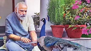 Reality Bites: The bird and the bird-brain!