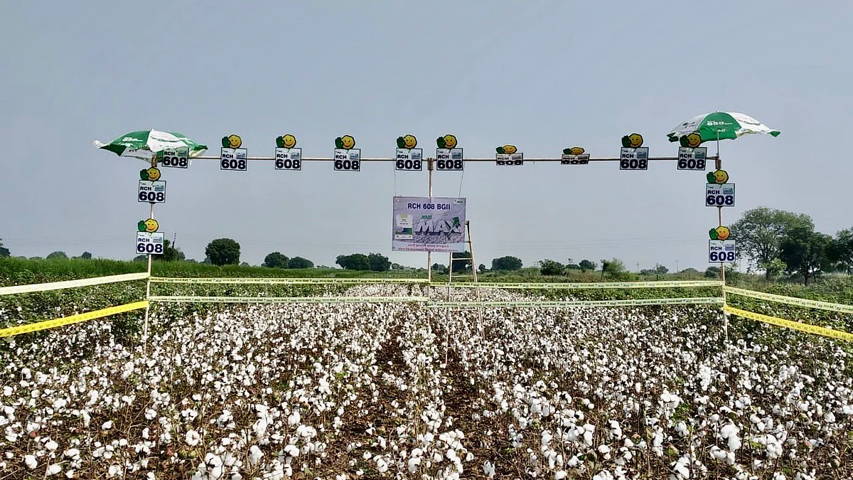 BT cotton field (Photo courtesy: Twitter)