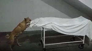 Video of dog nibbling away at body goes viral