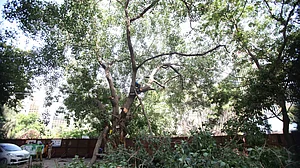 Trees are lungs, 315 fell when AQI & COVID at its worst: Plea in Delhi HC