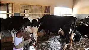 Milch animals being treated like ‘milk-producing machines’ in dairies in Varanasi and Allahabad: Report
