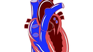 Avoid ‘holiday heart syndrome’ on Christmas