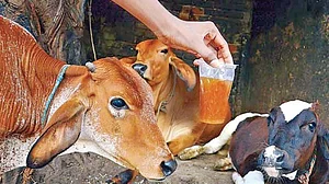 Cow urine a rare gift for mankind; enhances longevity, cures diseases: Govt body’s reference document