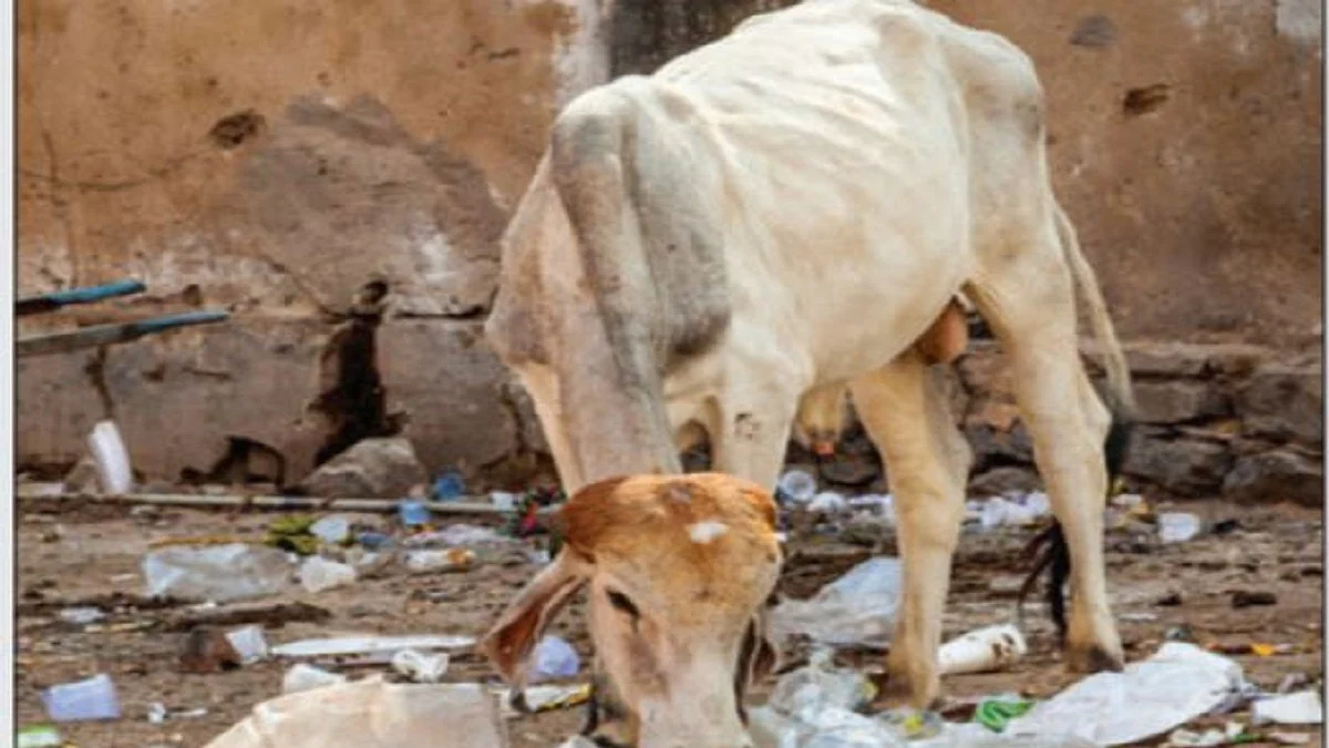 Reality Bites:  BJP chief ministers snoop to conquer top spots in the chart of ‘best’ chief ministers’