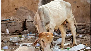 Reality Bites: BJP chief ministers snoop to conquer top spots in the chart of ‘best’ chief ministers’