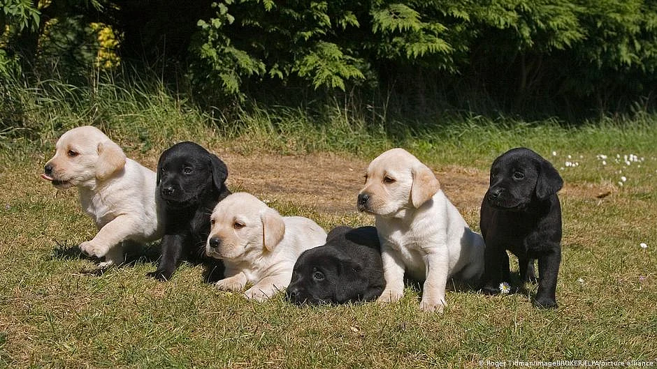 Representative image of pet dogs.