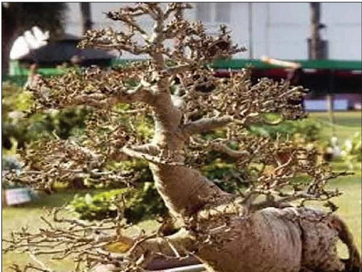 When the theft of a Bonsai plant in Hyderabad caused a flutter 