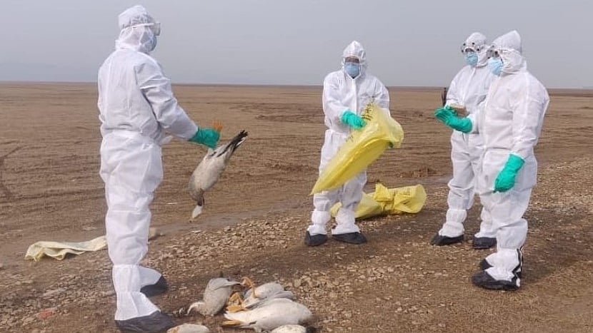 Bird carcasses being collected by officials of Himachal Pradesh Wildlife Department at Pong Dam lake