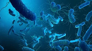 Are good bacteria getting viral infections?