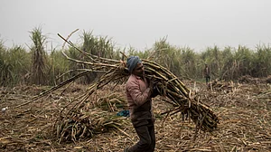 In Uttar Pradesh, sugarcane farmers not paid for 2020, get ‘zero price’ receipts for 2021