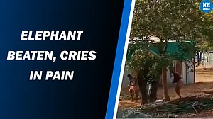 Elephant beaten mercilessly by mahouts!