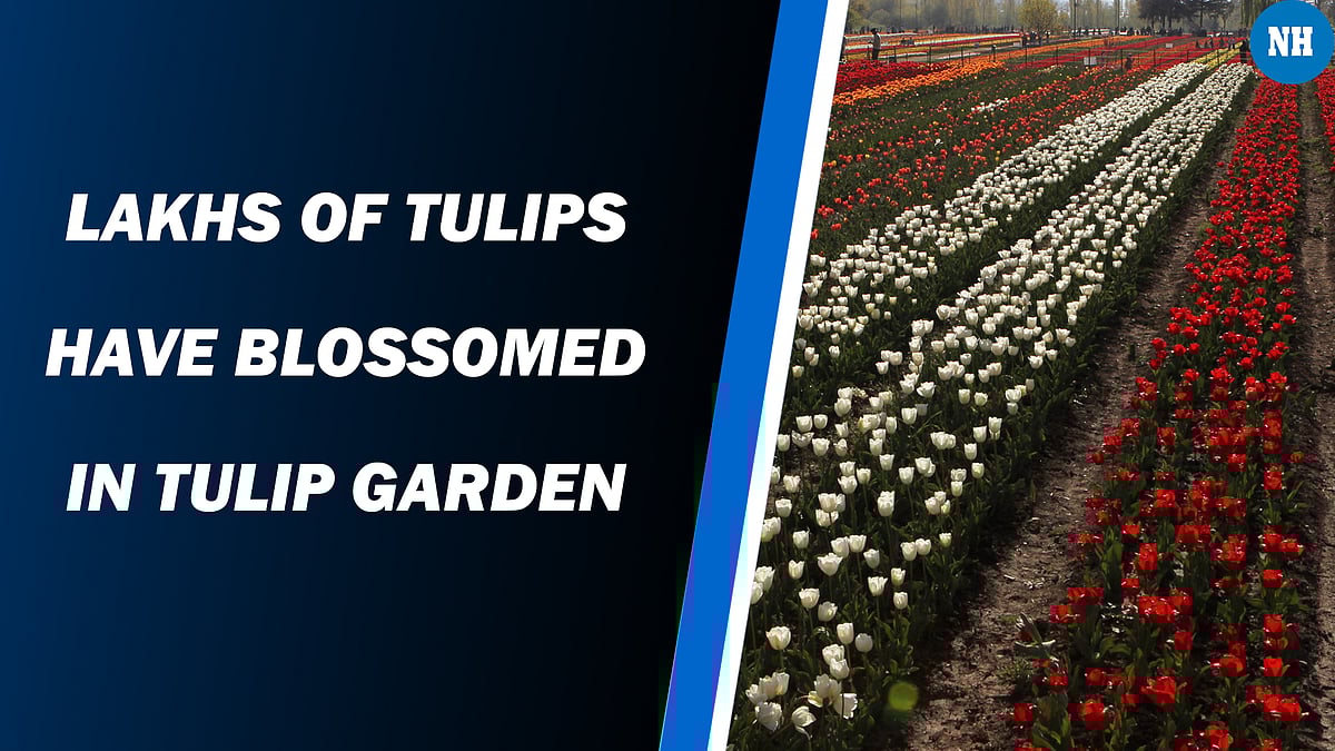 Ahead of Tulip Festival Asia’s Largest Tulip Garden is opens for visitors 
