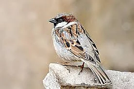 That joy of watching chirpy feathered friends...again!
