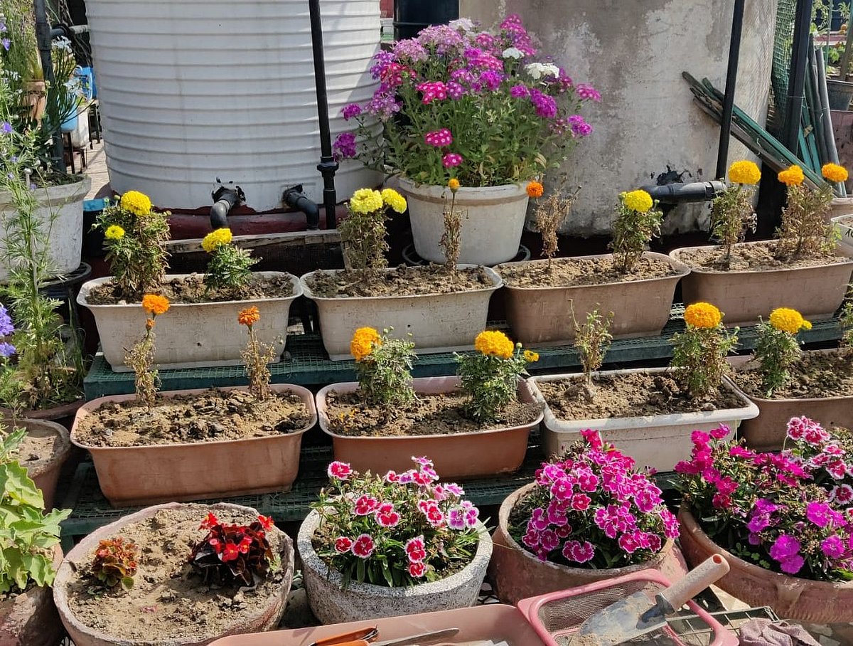 All about terrace gardening by an elderly plant lover in the city