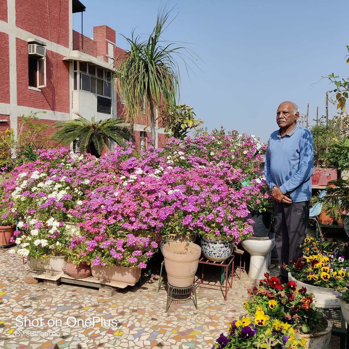 All about terrace gardening by an elderly plant lover in the city