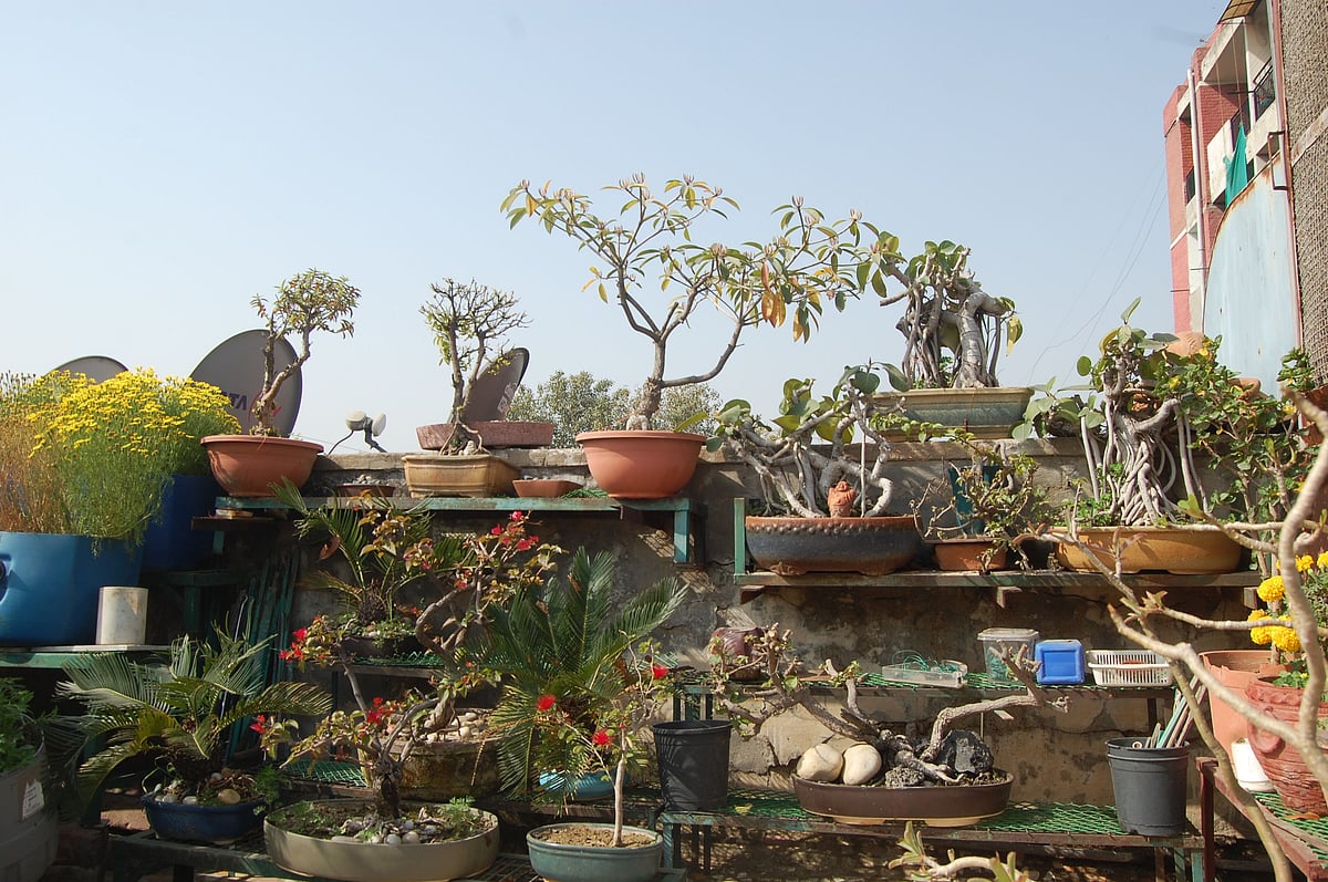 All about terrace gardening by an elderly plant lover in the city