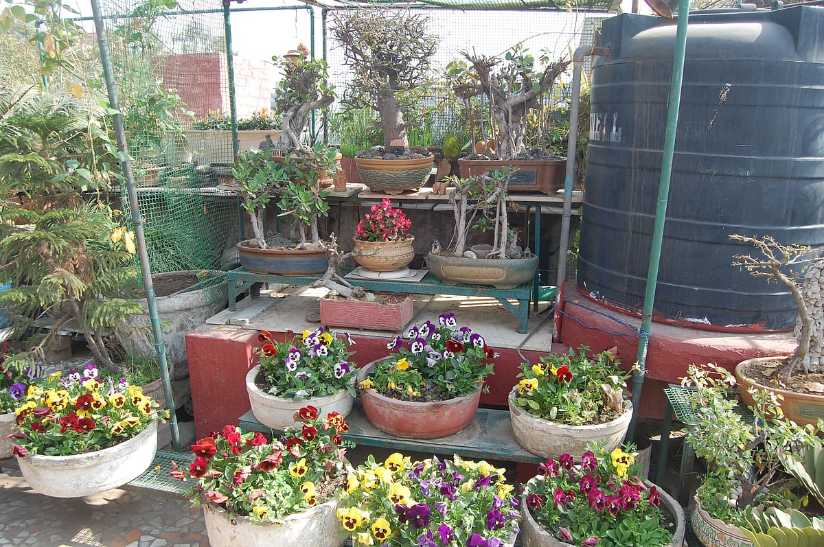All about terrace gardening by an elderly plant lover in the city