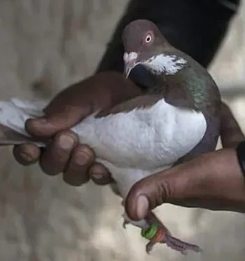 Border Security Force seeks FIR against ‘winged intruder’ for spying