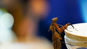 New insect species from Kosovo named after coronavirus!