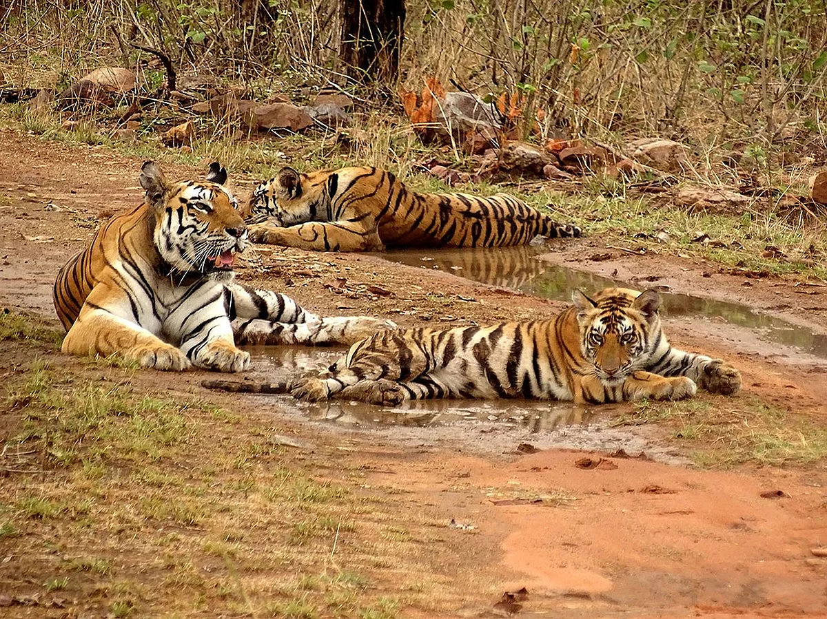 Panna Tiger reserve threatened by Ken-Betwa project