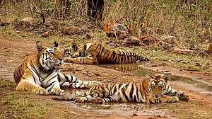 Panna Tiger reserve threatened by Ken-Betwa project