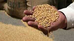 Farmers in Patiala get timely payment for their wheat; payment of Rs 284.74 Cr transferred to their accounts