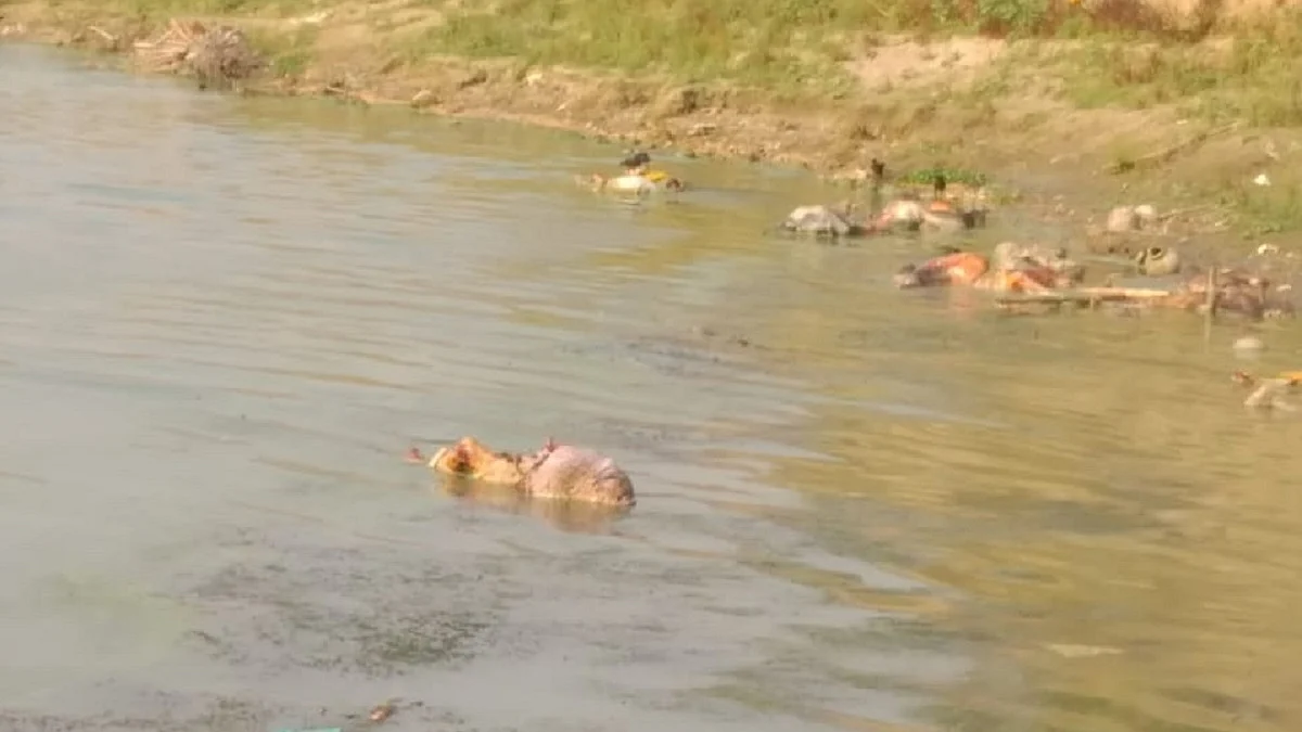 Bodies floating in river Ganga  (Photo Courtesy: IANS)
