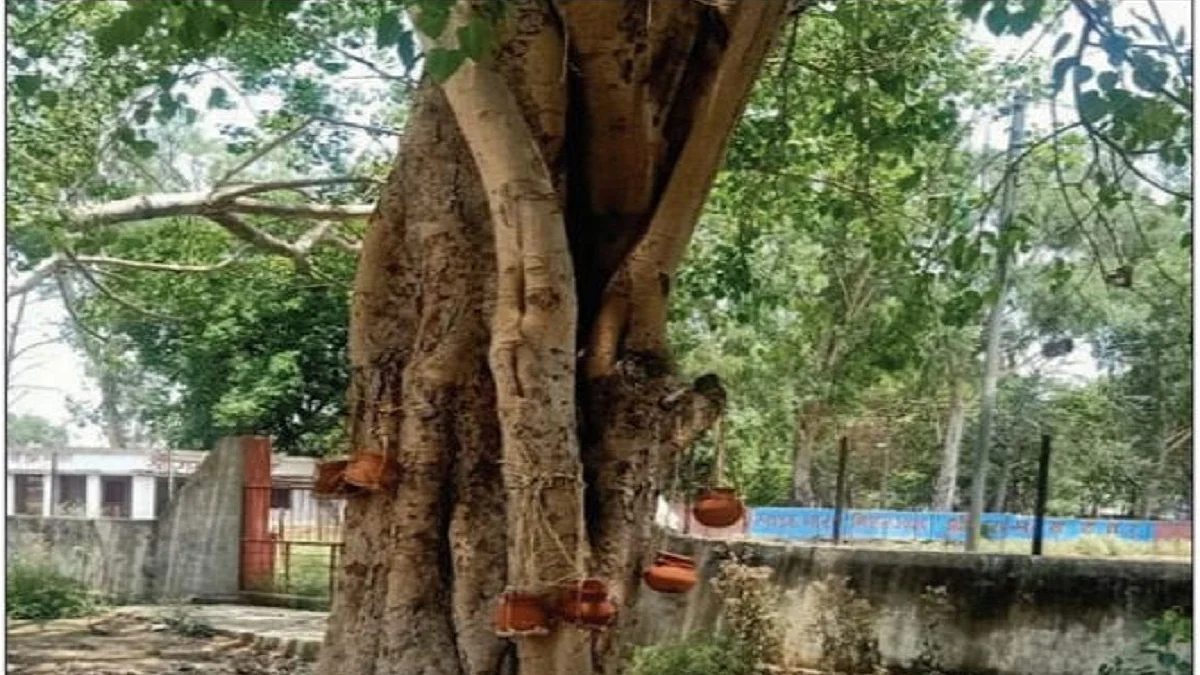 Too many ashes urns can be seen hanging from tree
