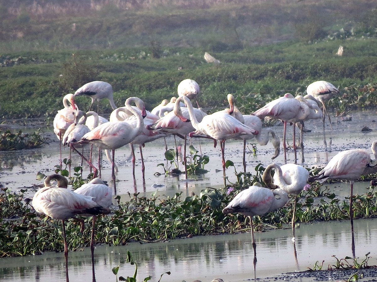 Birding: The Pink Ballerinas