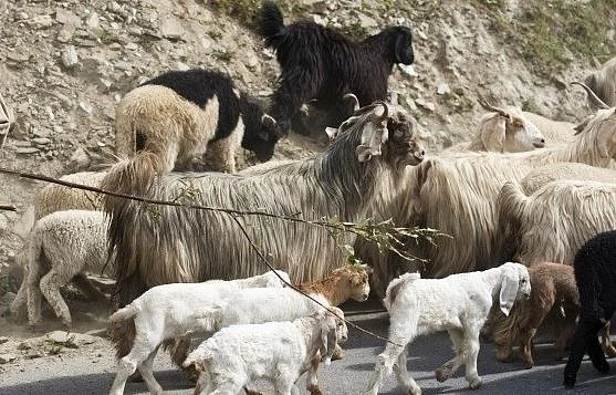 Modi govt’s short-sighted ban on cattle export has only ended up making Bangladesh, China more prosperous