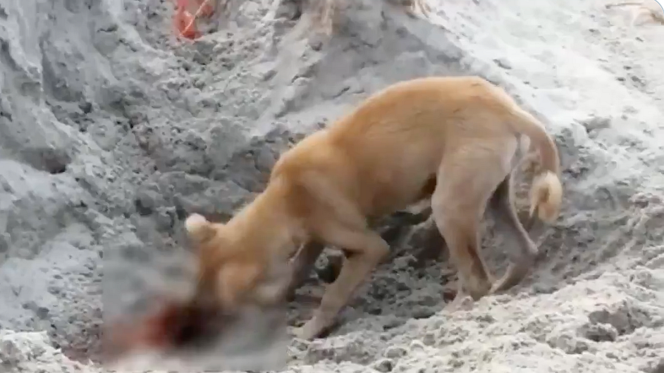 WATCH: Dreadful and disturbing sight of dogs digging riverbed graves to devour bodies in Prayagraj