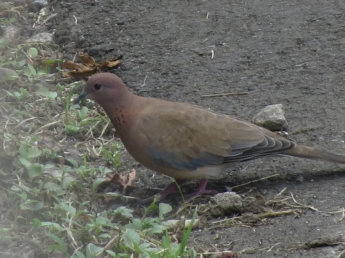 ‘Laughing’ Doves of the Subcontinent