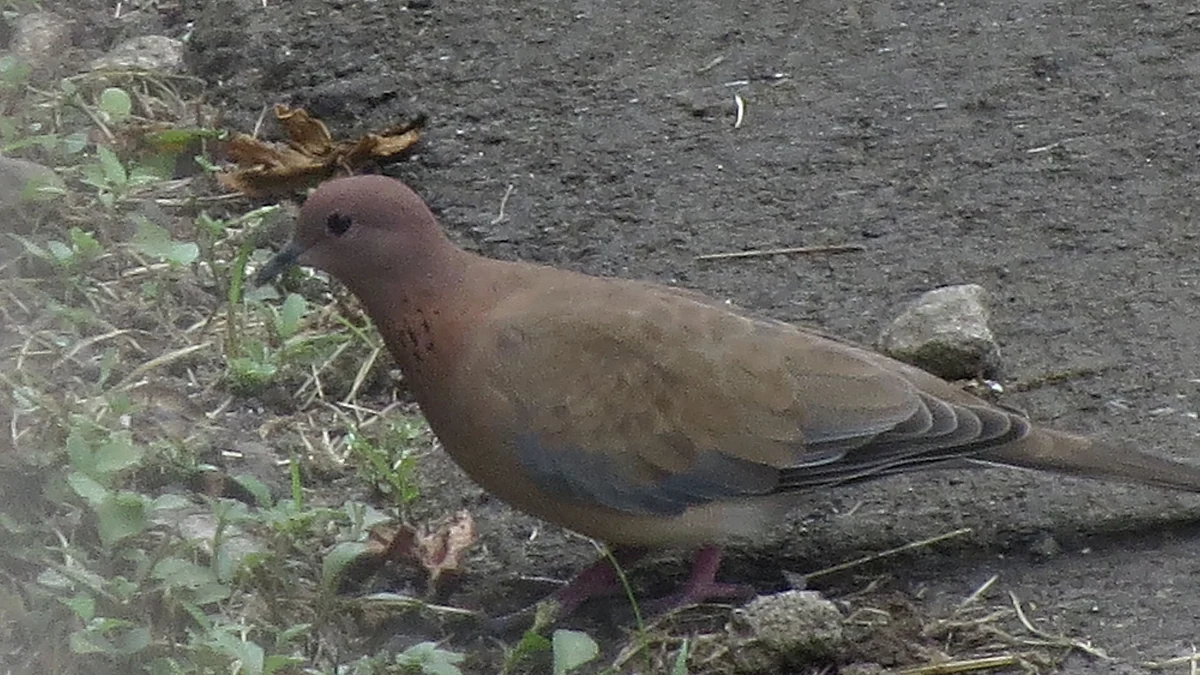 The Laughing Dove