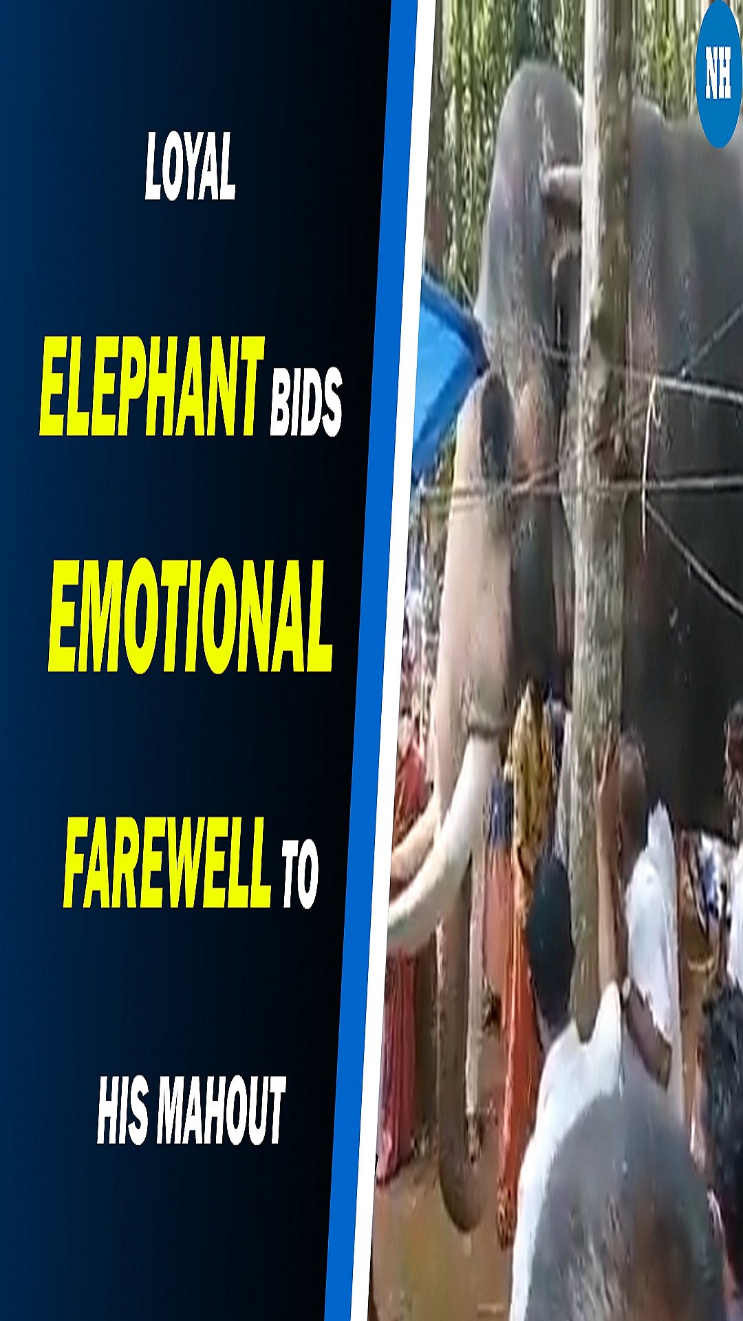Loyal elephant bids emotional farewell to his mahout who died of Cancer 
