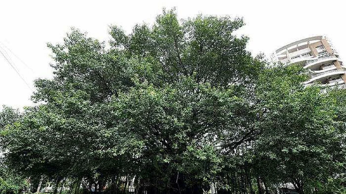 Representative Image (Photo Courtesy: IANS)