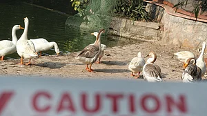 Representative image