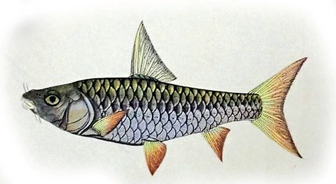 From Kalbose to Haludaria: Why a fish renamed after an obscure Bengali painter