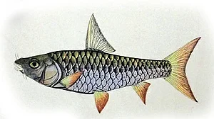 Illustration of Tortor by Haludar