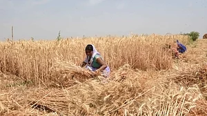 During pandemic, only 20 per cent of farmers under PM-Kisan had access to formal credit