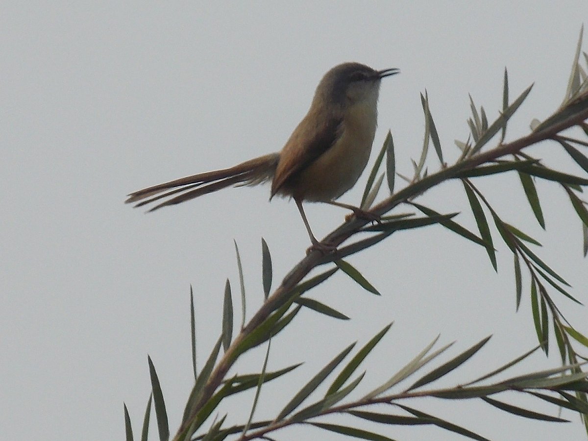 Backyard Birding: A prance of Prinias