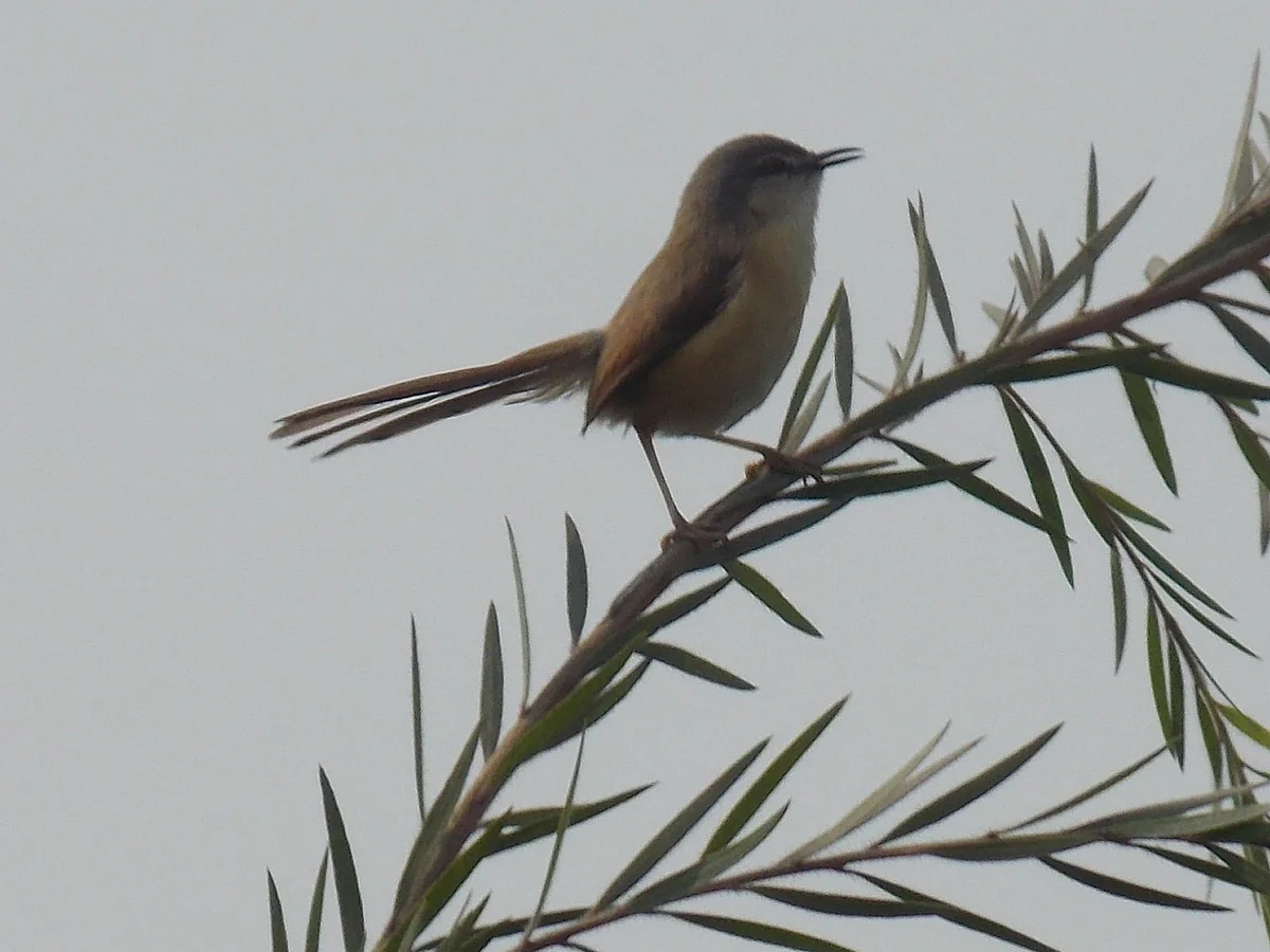 Backyard Birding: A prance of Prinias